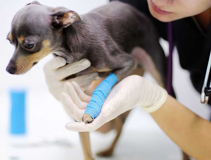 Find Care - Dog with cast