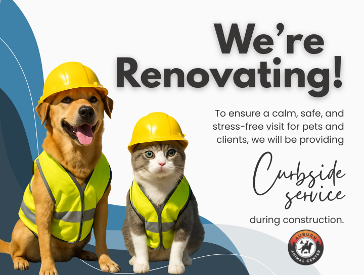 Exciting Renovations Coming Soon to Auburn Animal Center!